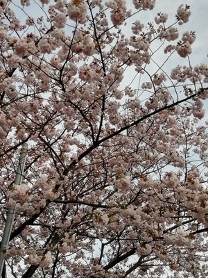 IMG_20200411_163747-961be.jpg