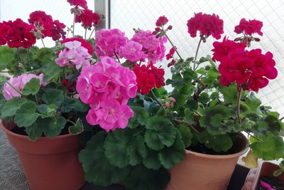 IMG_20200503_110206.jpg
